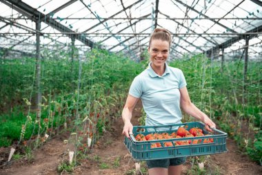 Gönüllüler serada domates topluyor.