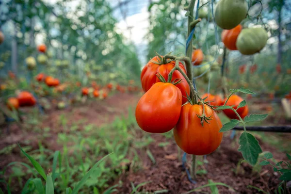 Tomates vermelhos maduros em qualidade biológica em estufa — Fotografia de Stock