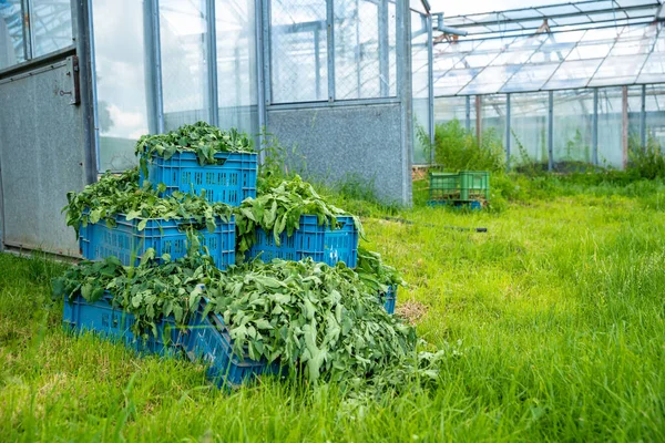 Malas hierbas en una caja junto a un invernadero en una granja — Foto de Stock