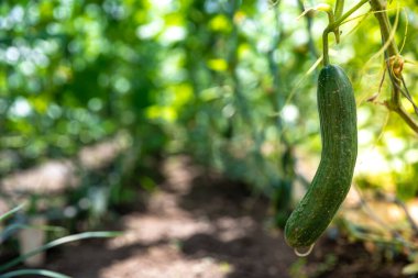 yeşil salatalıklar organik bir çiftlikteki bir serada yetişiyor.