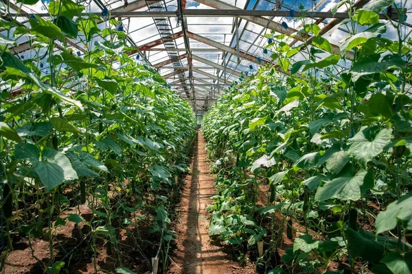 Filas de pepino en un invernadero en una granja ecológica — Foto de Stock