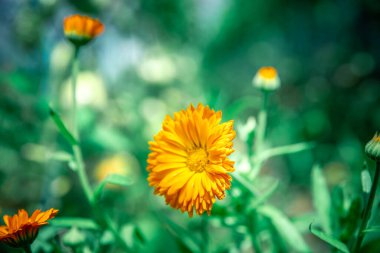 Yeşil bir tarlada yabani bir çiçek