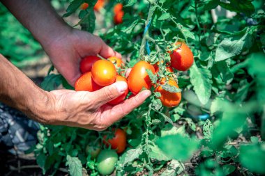 Bir çiftçi organik bir çiftlikteki bir serada domates mahsulünü inceliyor.