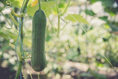 yeşil salatalıklar organik bir çiftlikteki bir serada yetişiyor.