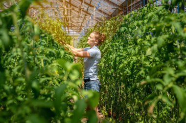 Bir serada organik kalitede olgun kırmızı domatesler