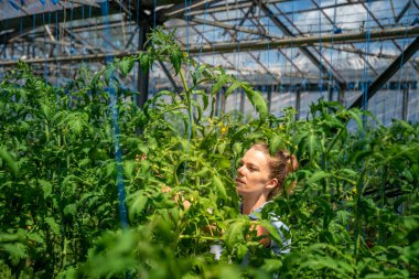 Bir serada organik kalitede olgun kırmızı domatesler