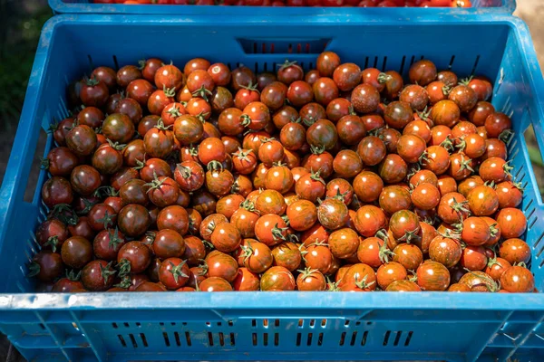 Freshly picked red tomatoes in a crate — Stock Photo, Image