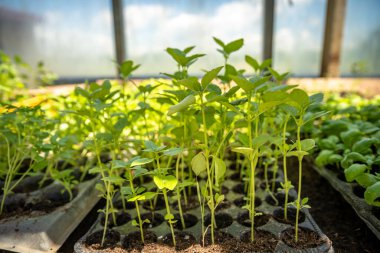 Bir seranın biyografisinde bir kutuda sebze fideleri