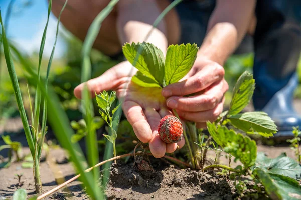 Harvesting strawberries in a field on an organic farm Royalty Free Stock Photos