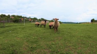 Kırsalda bir çiftlikteki bir otlakta koyun.