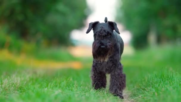 Malý černý pes kráčející po lesní cestě — Stock video