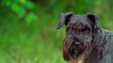 Yazın yeşil bir arazide küçük siyah bir schnauzer.