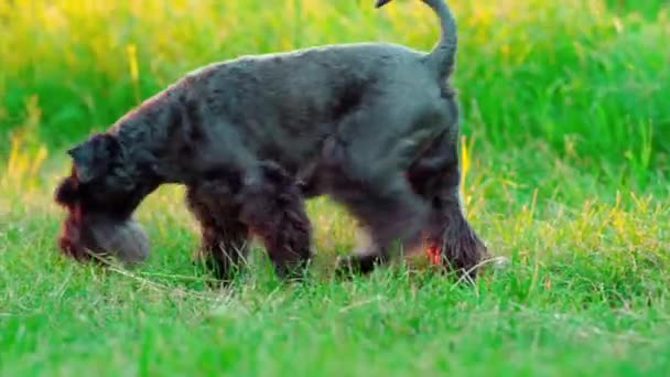 Perro negro en un campo verde al atardecer — Vídeos de Stock