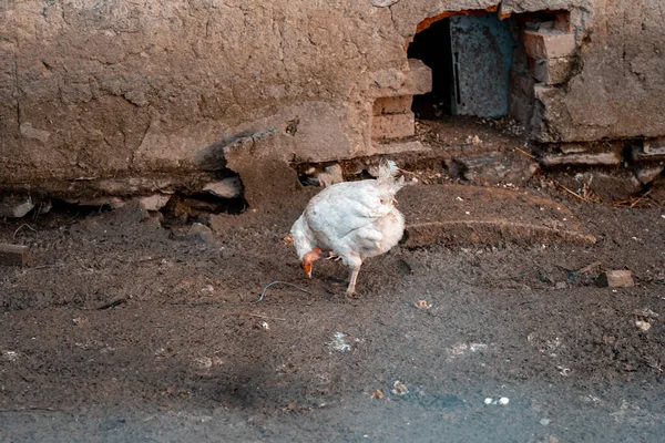 Κότα στην εξωτερική μάντρα στο αγρόκτημα — Φωτογραφία Αρχείου