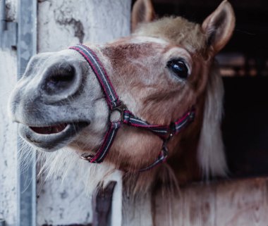 Kırsal bir çiftlikteki ahırda bir at