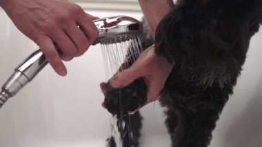 Yürüyüşten eve döndükten sonra köpekleri duşla yıka.