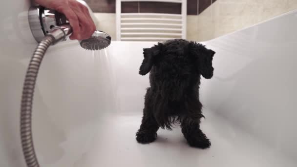 Купання собаки з душем у ванній — стокове відео