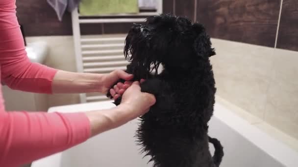 Σκούπισμα του σκύλου μετά το μπάνιο — Αρχείο Βίντεο