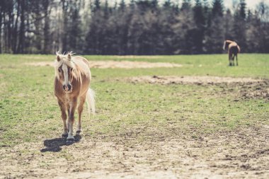 Doğada çayırdaki bir atın portresi.