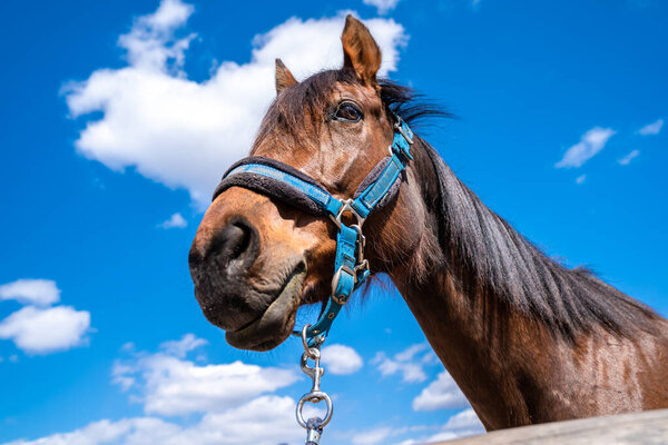 portret of a horse on a farm with blue sky in the background