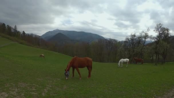 Hästar på betesmark i naturen — Stockvideo