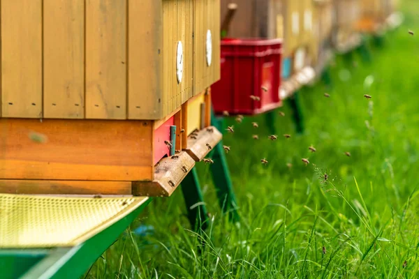 Apiary of wood with a bees on a greenfield site for honey production — Stock Photo, Image