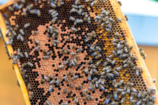 Marco de cera en la colmena de abejas, producción de miel — Foto de Stock