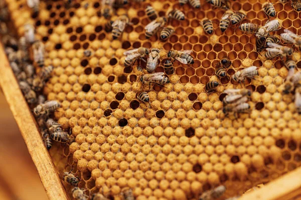 Marco de cera en la colmena de abejas, producción de miel — Foto de Stock