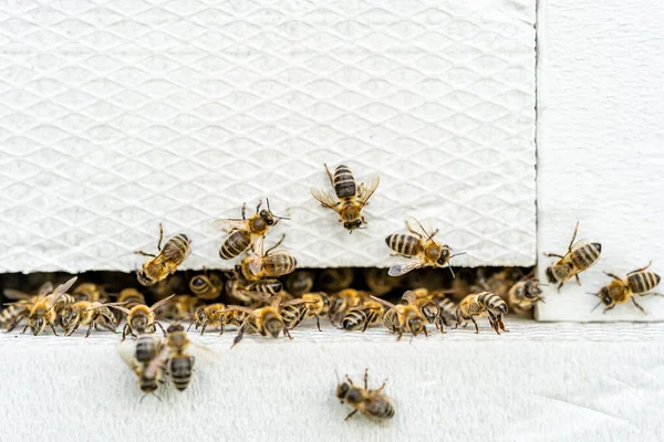 Bees entering the white hive — Stock Photo, Image
