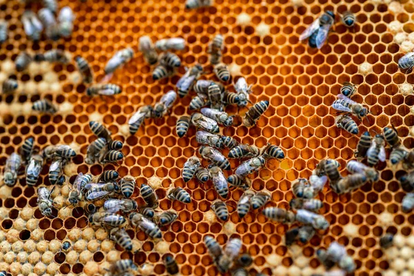 Wax frame in bee hive, honey production — Stock Photo, Image