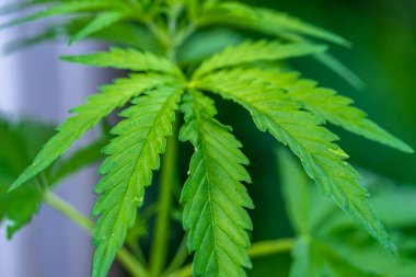 Yeşil bir tarlada marihuana bitkisi