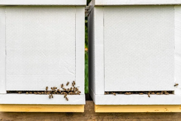 Бджоли входять до білого вулика — стокове фото