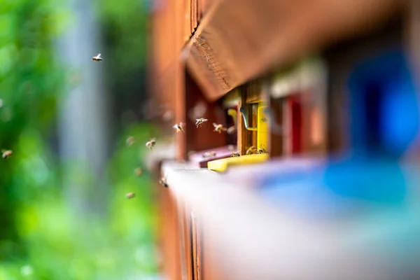 Bees flying into the hive from the green meadow — Stock Photo, Image