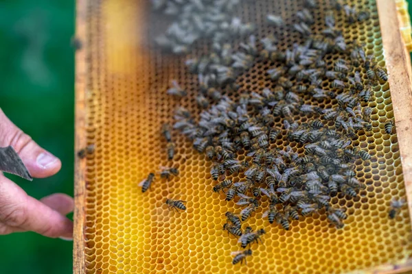 Apicultores inspecionam abelhas em uma moldura de cera em uma apicultura — Fotografia de Stock