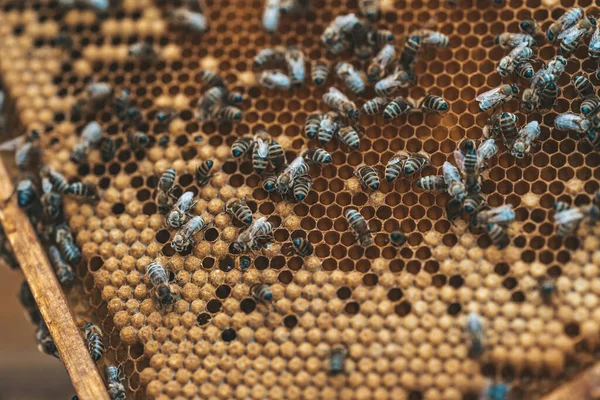 Marco de cera en la colmena de abejas, producción de miel — Foto de Stock