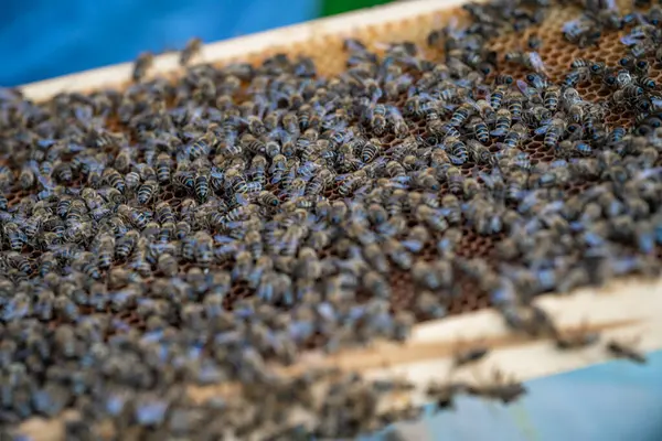 Воскова рамка у бджолиному вулику, виробництво меду — стокове фото