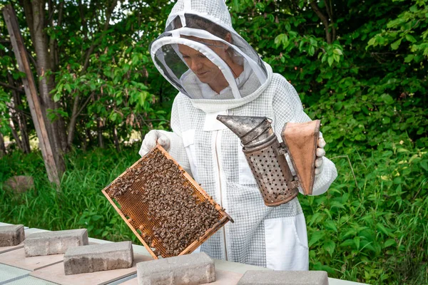 Kobieta z ramą woskową z pszczołami w pszczelarstwie — Zdjęcie stockowe