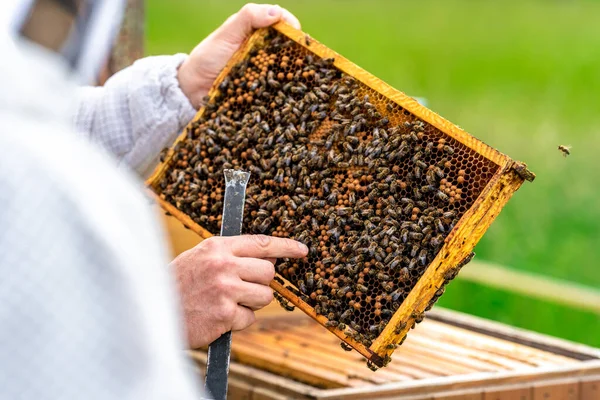 Apicultores inspeccionan las abejas en un marco de cera en una apicultura Fotos de stock