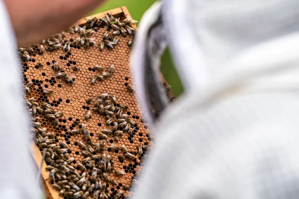 Beekeepers inspect bees on a wax frame in a beekeeping — Stock Photo, Image