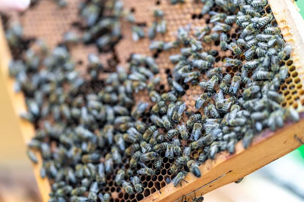 Marco de cera en la colmena de abejas, producción de miel — Foto de Stock