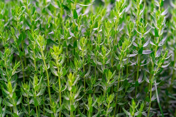 Timo verde fresco che cresce in giardino — Foto Stock