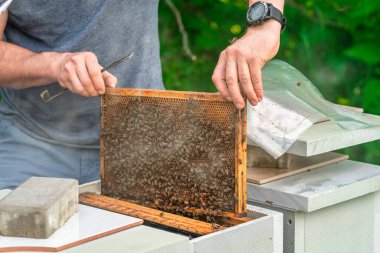 Arıcılar bal mumunun çerçevesindeki arıları incelerler.