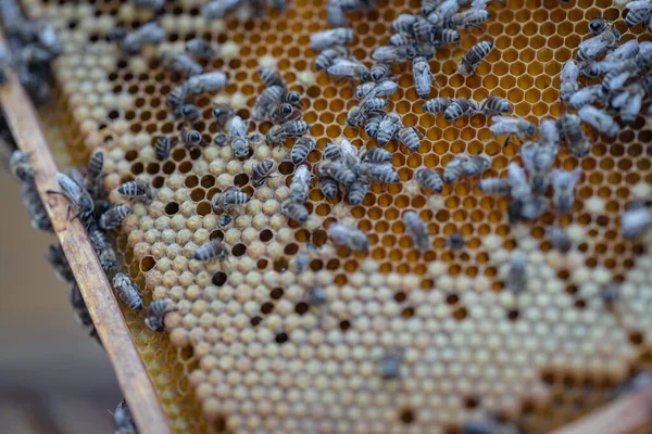 Marco de cera en la colmena de abejas, producción de miel — Foto de Stock