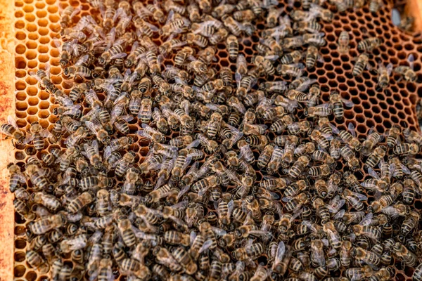 Marco de cera en la colmena de abejas, producción de miel — Foto de Stock