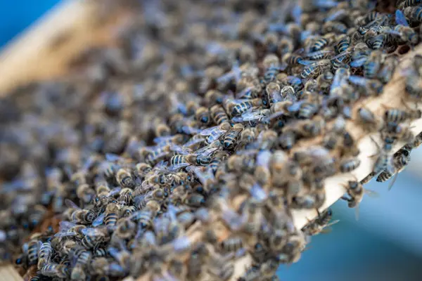 Воскова рамка у бджолиному вулику, виробництво меду — стокове фото