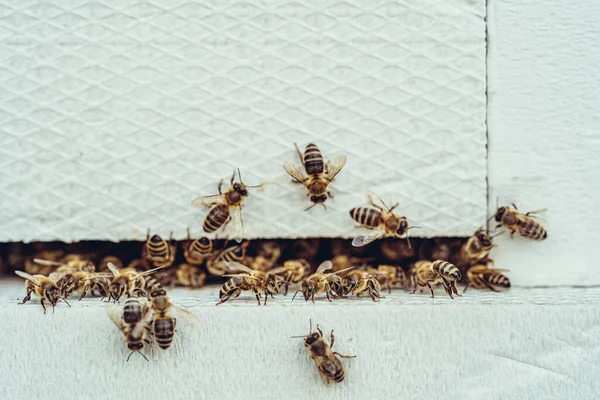 Bees entering the white hive — Stock Photo, Image