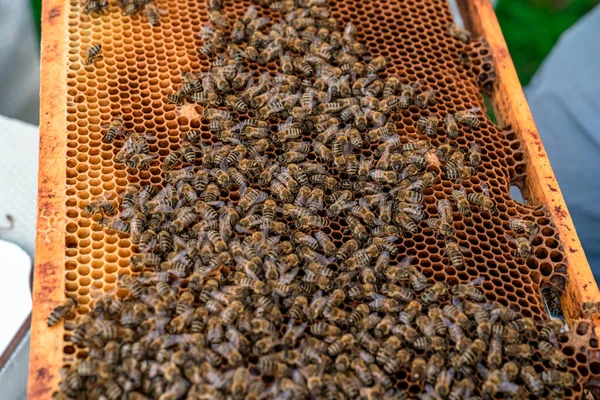 Marco de cera en la colmena de abejas, producción de miel — Foto de Stock