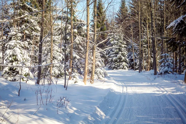 Esquí de fondo en el bosque nevado de invierno — Foto de Stock