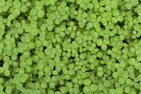 Hojas de trébol — Foto de Stock