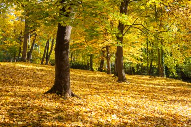 Bir sokak üzerinde sarı sonbahar